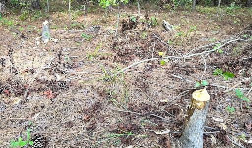 Photo #17 of SOLD property in Off Ridge Rd , Jarratt, VA 13.0 acres