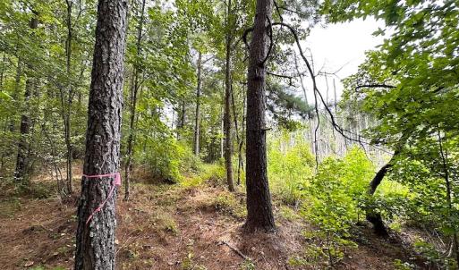 Photo #18 of SOLD property in Off Ridge Rd , Jarratt, VA 13.0 acres