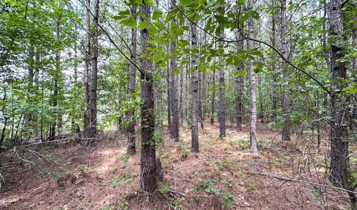 Photo #24 of SOLD property in Off Ridge Rd , Jarratt, VA 13.0 acres