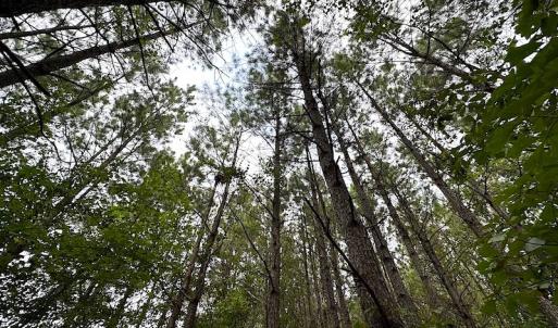 Photo #25 of SOLD property in Off Ridge Rd , Jarratt, VA 13.0 acres
