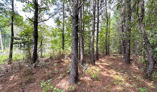 Photo #29 of SOLD property in Off Ridge Rd , Jarratt, VA 13.0 acres