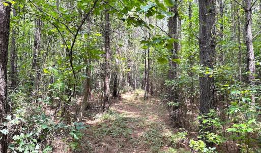 Photo #30 of SOLD property in Off Ridge Rd , Jarratt, VA 13.0 acres