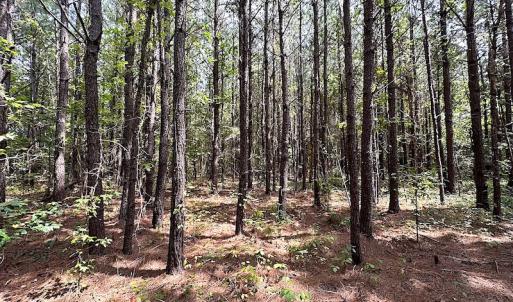 Photo #7 of SOLD property in Off Blue Star Highway , Jarratt, VA 10.0 acres