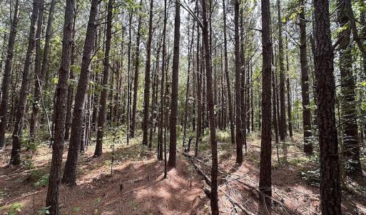 Photo #9 of SOLD property in Off Blue Star Highway , Jarratt, VA 10.0 acres