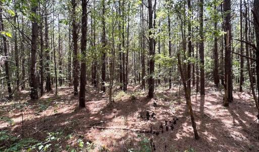 Photo #11 of SOLD property in Off Blue Star Highway , Jarratt, VA 10.0 acres