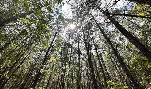 Photo #13 of SOLD property in Off Blue Star Highway , Jarratt, VA 10.0 acres
