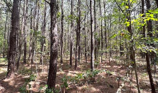 Photo #15 of SOLD property in Off Blue Star Highway , Jarratt, VA 10.0 acres