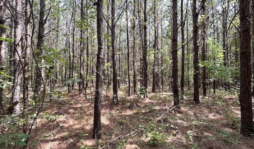 Photo #16 of SOLD property in Off Blue Star Highway , Jarratt, VA 10.0 acres