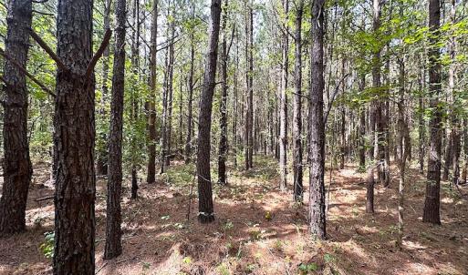 Photo #18 of SOLD property in Off Blue Star Highway , Jarratt, VA 10.0 acres