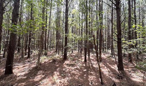 Photo #19 of SOLD property in Off Blue Star Highway , Jarratt, VA 10.0 acres