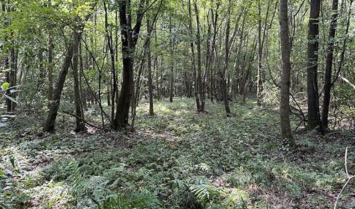 Photo #13 of Off Hwy 50, Rose Hill, NC 4.3 acres