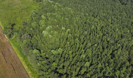 Photo #4 of Off Hwy 50, Rose Hill, NC 4.3 acres