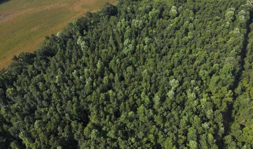 Photo #5 of Off Hwy 50, Rose Hill, NC 4.3 acres