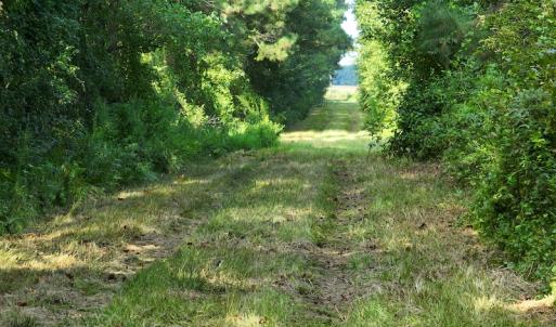 Photo #7 of Off Hwy 50, Rose Hill, NC 4.3 acres
