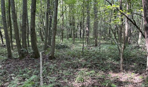 Photo #11 of Off Hwy 50, Rose Hill, NC 4.3 acres