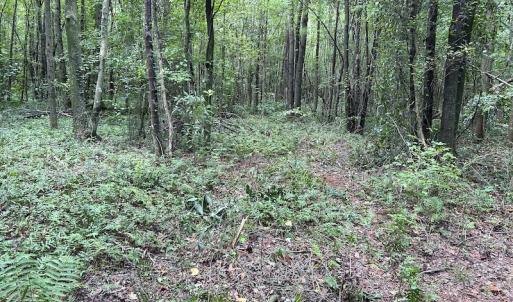 Photo #14 of Off Hwy 50, Rose Hill, NC 4.3 acres