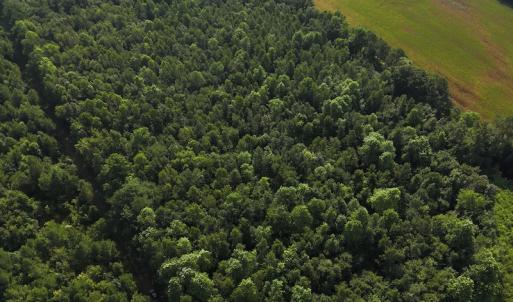 Photo #2 of Off Hwy 50, Rose Hill, NC 4.3 acres