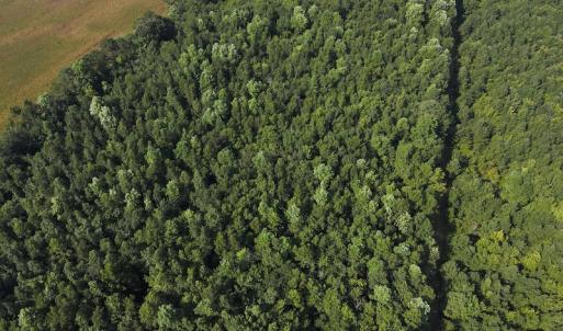 Photo #6 of Off Hwy 50, Rose Hill, NC 4.3 acres