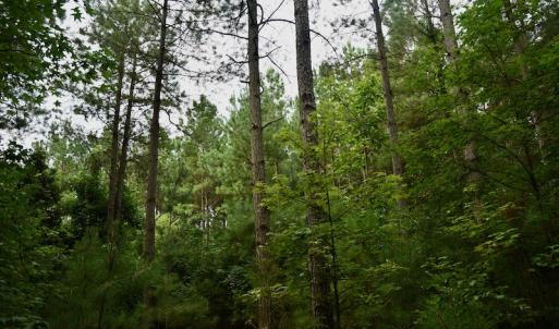 Photo #6 of SOLD property in 1610 Cedar Grove Church Rd, Polkton, NC 40.6 acres