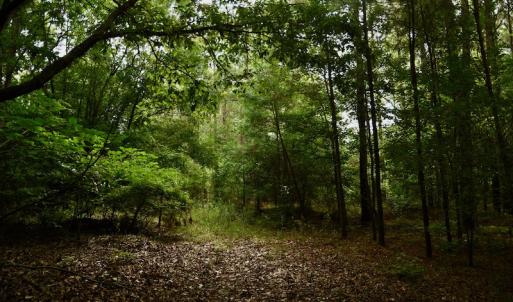 Photo #7 of SOLD property in 1610 Cedar Grove Church Rd, Polkton, NC 40.6 acres