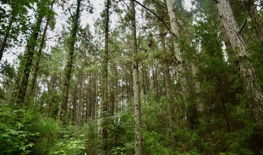 Photo #8 of SOLD property in 1610 Cedar Grove Church Rd, Polkton, NC 40.6 acres