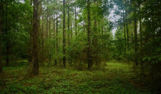 Photo #9 of SOLD property in 1610 Cedar Grove Church Rd, Polkton, NC 40.6 acres