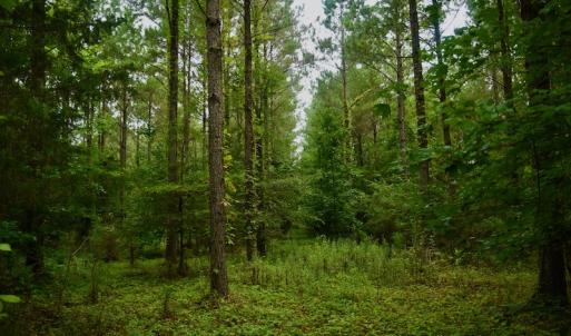 Photo #10 of SOLD property in 1610 Cedar Grove Church Rd, Polkton, NC 40.6 acres