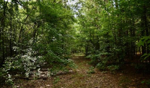 Photo #11 of SOLD property in 1610 Cedar Grove Church Rd, Polkton, NC 40.6 acres