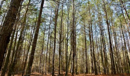 Photo #8 of SOLD property in Off Avery Road SR 1207, Polkton, NC 45.0 acres