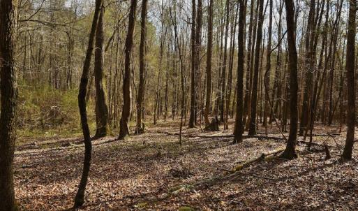 Photo #9 of SOLD property in Off Avery Road SR 1207, Polkton, NC 45.0 acres