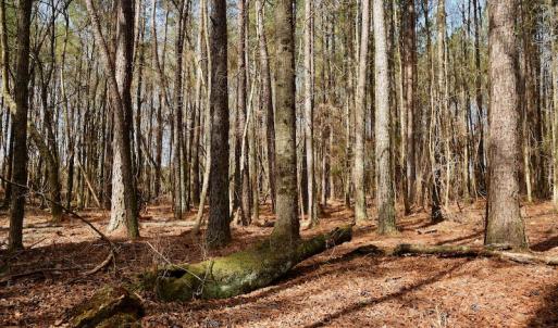 Photo #10 of SOLD property in Off Avery Road SR 1207, Polkton, NC 45.0 acres