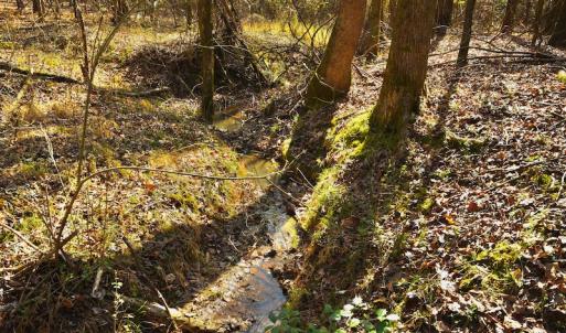 Photo #11 of SOLD property in Off Avery Road SR 1207, Polkton, NC 45.0 acres