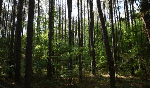 Photo #8 of SOLD property in Off Kiker Road, Peachland, NC 45.1 acres
