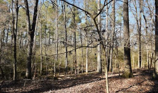 Photo #7 of SOLD property in Off Thomas Road, Polkton, NC 55.5 acres