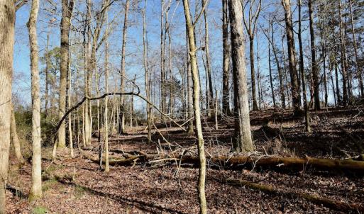 Photo #8 of SOLD property in Off Thomas Road, Polkton, NC 55.5 acres