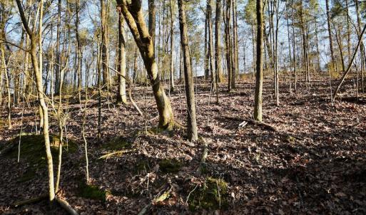 Photo #12 of SOLD property in Off Thomas Road, Polkton, NC 55.5 acres