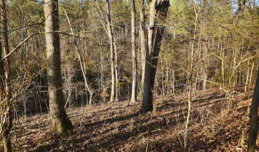 Photo #14 of SOLD property in Off Thomas Road, Polkton, NC 55.5 acres