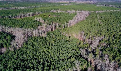 Photo #4 of SOLD property in Off NC Hwy 109 North, Wadesboro, NC 101.2 acres