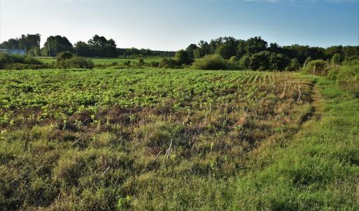 Photo #7 of SOLD property in 135 Jack's Branch Rd and Off US Hwy 52 N, Wadesboro, NC 125.5 acres