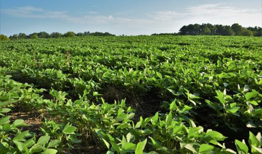 Photo #9 of SOLD property in 135 Jack's Branch Rd and Off US Hwy 52 N, Wadesboro, NC 125.5 acres