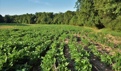 Photo #10 of SOLD property in 135 Jack's Branch Rd and Off US Hwy 52 N, Wadesboro, NC 125.5 acres
