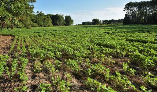 Photo #11 of SOLD property in 135 Jack's Branch Rd and Off US Hwy 52 N, Wadesboro, NC 125.5 acres