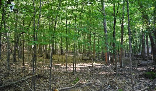 Photo #4 of SOLD property in 8399 Mt. Pleasant Road, Midland, NC 102.0 acres