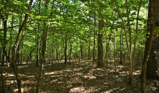 Photo #6 of SOLD property in 8399 Mt. Pleasant Road, Midland, NC 102.0 acres