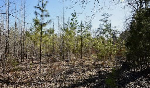 Photo #7 of SOLD property in Off Weavil Road, Winston Salem, NC 24.7 acres