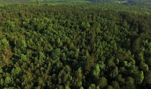 Photo #3 of SOLD property in Off Surratt Road, Denton, NC 145.8 acres
