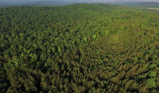 Photo #4 of SOLD property in Off Surratt Road, Denton, NC 145.8 acres