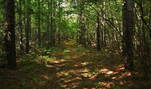 Photo #11 of SOLD property in Off Surratt Road, Denton, NC 145.8 acres