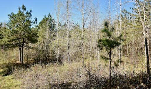 Photo #11 of SOLD property in Off River Road, Troy, NC 17.0 acres