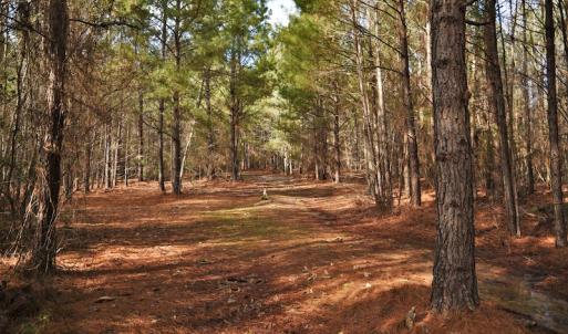 Photo #8 of SOLD property in Off Lovin Hill Road, Candor, NC 25.0 acres